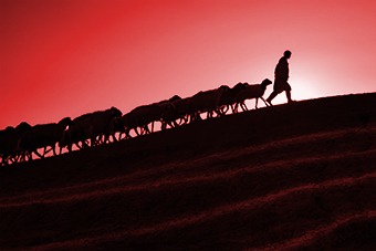 Sheep following shepherd