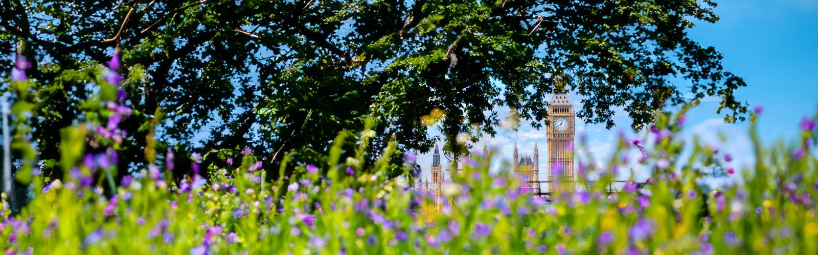 Big Ben in the background of flowers