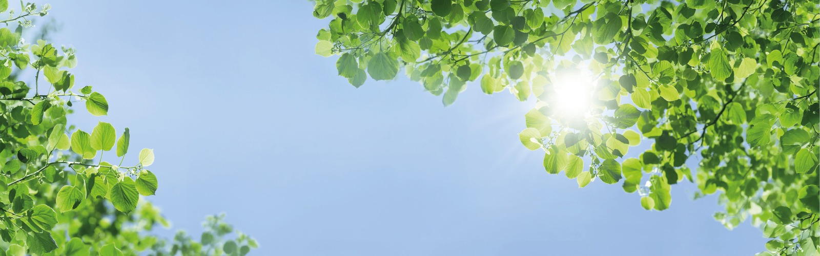 Blue sky with trees